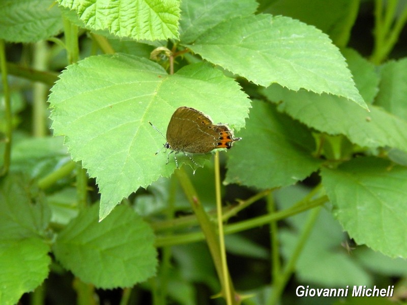 Alla ricerca del Satyrium pruni